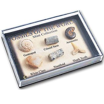Fossil i minidisplayen fall